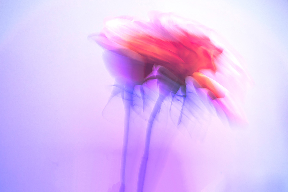 Photographie abstraite, rose en mouvement sur fond violet